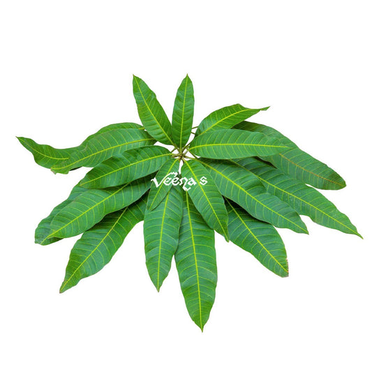 Mango Leaves (Pack of 10 Leaves)