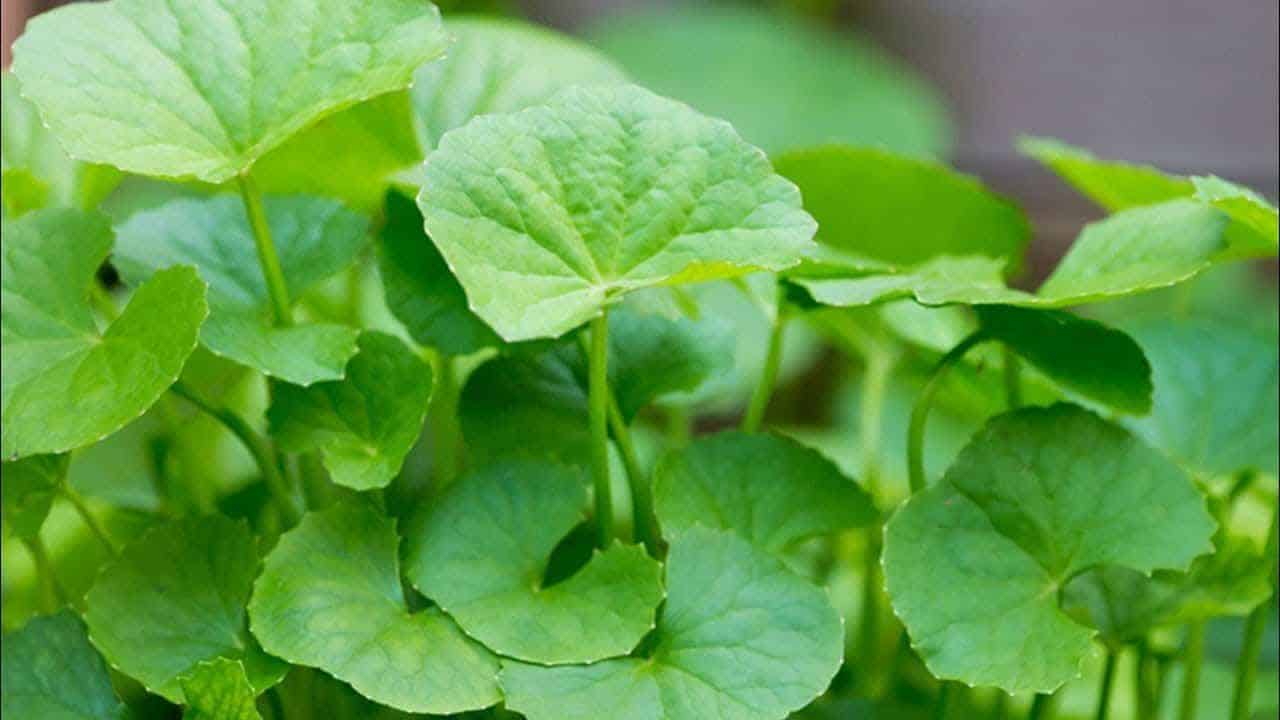 Vallarai Leaves / Keerai – veenas.com