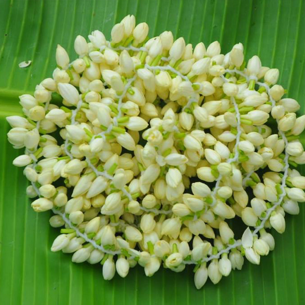 Buy Fresh Jasmine Flower at Veenas.com - Online Indian Grocery Store UK