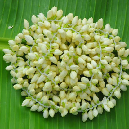Buy Fresh Jasmine Flower at Veenas.com - Online Indian Grocery Store UK