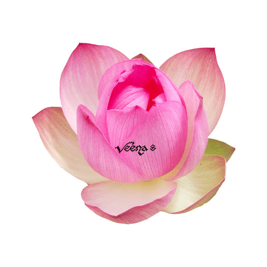 Fresh Lotus Flower 1 Piece