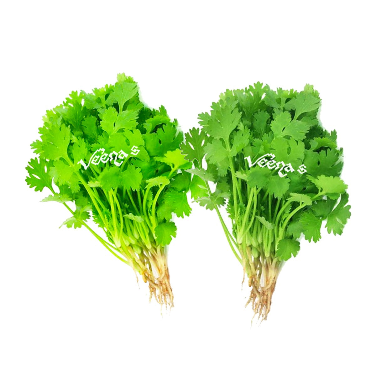 Fresh Coriander Leaf Bundle of 2 Units veenas