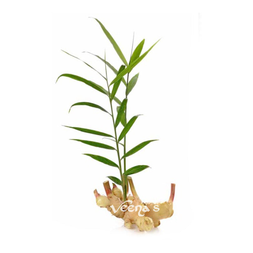 Buy Inji Kothu (Ginger Plant) 200g at Veenas.com - Online Indian Grocery Store UK